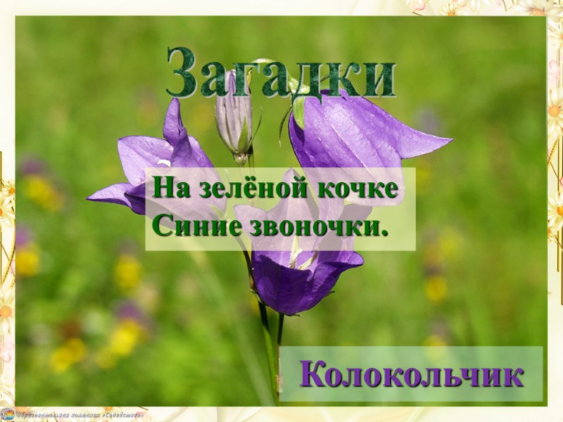 Колокольчик  На зелёной кочке Синие звоночки. Загадки